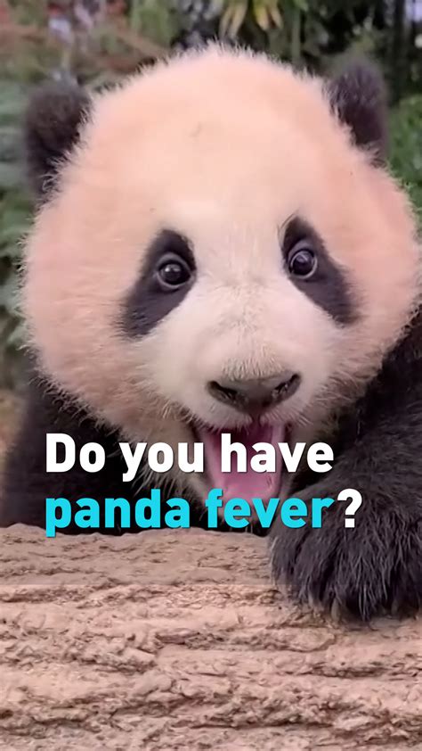 Check Out His Cute Baby Panda Cgtn