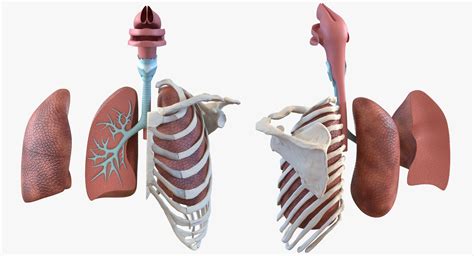 Human Respiratory System Trachea Dissection Anatomical 3d Model 3d