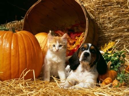 Before we continue on the subject, check out the pet adoption stats gathered by the american society for the prevention of cruelty to animals (aspca) show an interesting fact. 5th Annual Howloweenie PET Adoption and Vendor EVENT ...