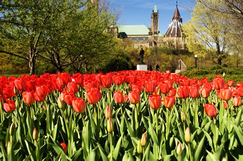 4 Day Tour Canada Tulip Festival Tyes Top Tour And Travel