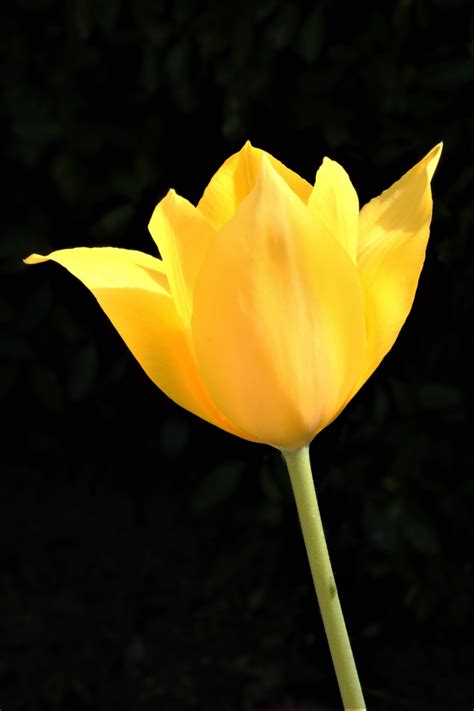 Single Yellow Tulip On Black Free Stock Photo Public Domain Pictures