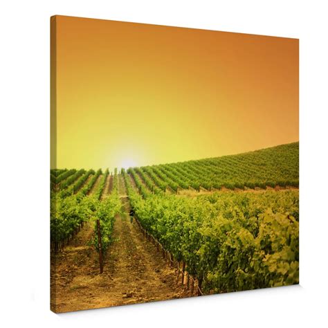 Canvas Print Vineyard Sunset Wall