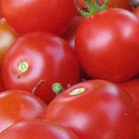 Organic Large Red Cherry Tomato 1 G 250 Seeds Organic Heirloom