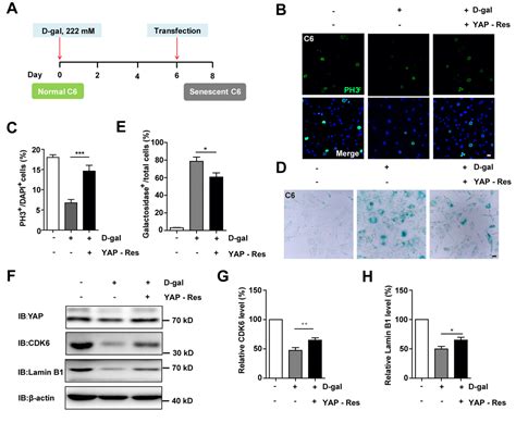 D Galactose Induces Senescence Of Glioblastoma Cells Through Yap Cdk6
