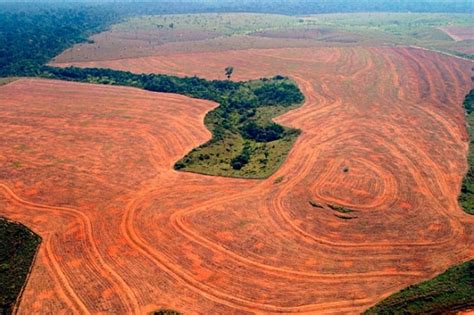 Deforestation In Brazils Amazon Rain Forest Has Been Destroyed The