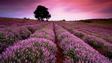 Free Download Lavender Hd Wallpapers Wallpaper High Definition High