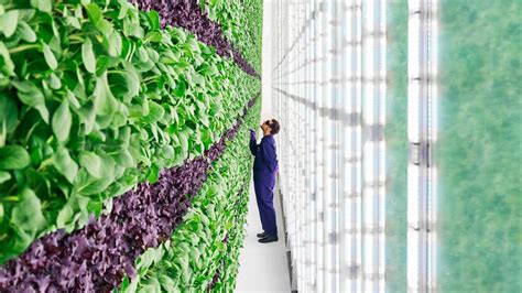 A Giant Indoor Vertical Farm Aims To Bring Jobs And Fresh Produce To