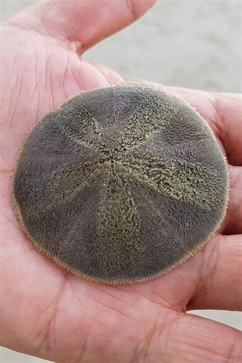How To Draw A Sand Dollar