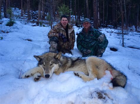 Montana Wolf Hunting Is An Adventure Like No Other