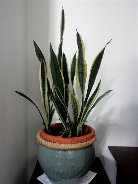 Pokok hiasan dalam rumah pasu bunga new arrival lowest price tanaman palsu pot bunga dill hijau buatan dan hiasan dalaman plastik bunga kecil taman simulasi bunga dan perabot dill hijau palsu. Dunia CMelor: Pokok Hiasan Serap Toksik