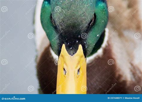 A Close Up Of A Male Mallard Duck Stock Image Image Of Close