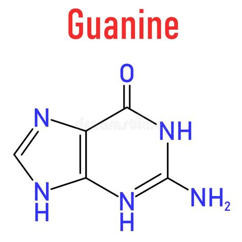 Guanine G Purine Nucleobase Molecule Base Present In Dna And Rna Skeletal Formula Stock Vector
