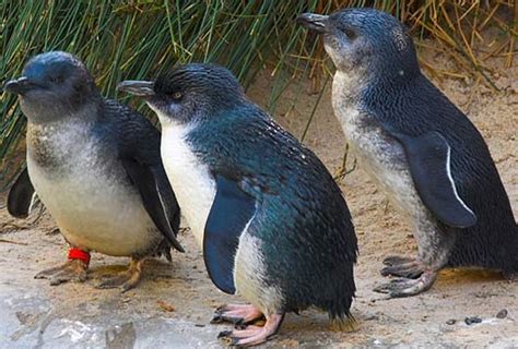 Penguins Largest Group Of Flightless Birds Animal