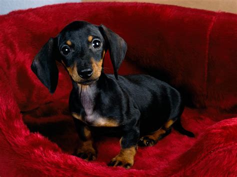 Dachshund Dogs Wallpaper 13073698 Fanpop