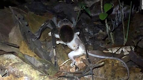 Watch A Giant Spider Attack An Opossum Cnn Video