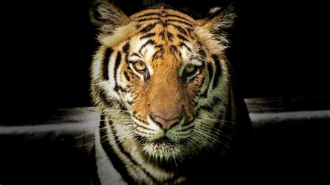 Kommt dir hier alles ein bisschen eindimensional vor? Animal Tiger Wallpaper - Wallpaper Stream
