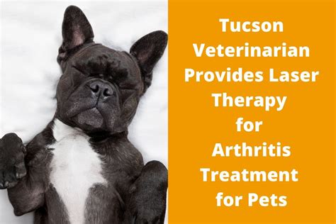 High quality foods are available you can also find a variety of premium pet services available at petco. Tucson Veterinarian Provides Laser Therapy for Arthritis ...