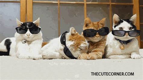 Cat With Glasses S Wiffle