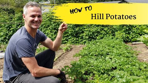 How To Hill Potatoes For A Bigger Harvest Youtube