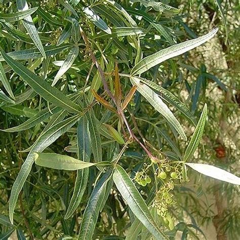 Homeowners may want to evaluate the trees for extent of damage, importance of the tree to the landscape and emotional attachment then weigh. African Sumac Tree