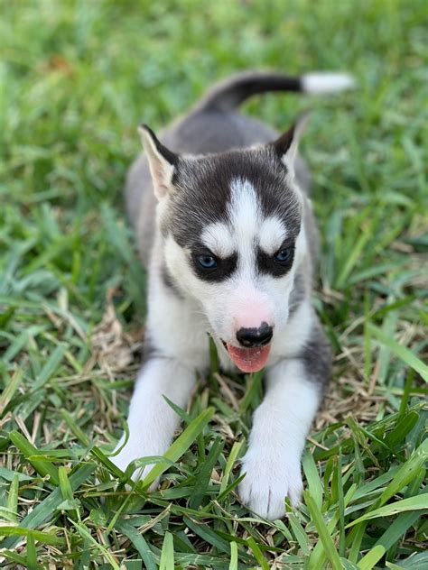 Alaskan Husky Puppies For Sale Mission Tx 317306