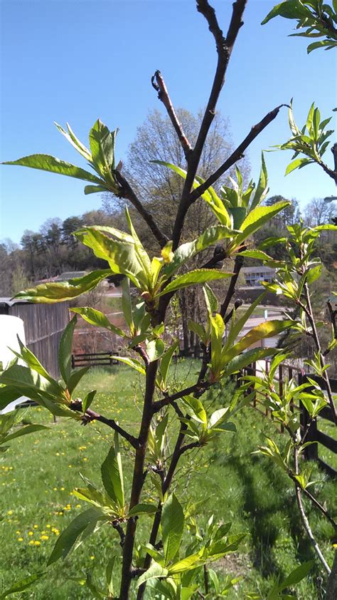 Training your young tree to grow the right way is simple and quick. Pruning Fruit Trees ~ Grow Appalachia
