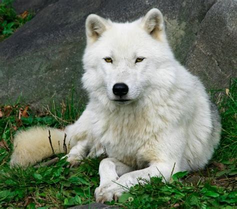 Arctic Wolf In The Snow — Stock Photo © Cybernesco 2033226