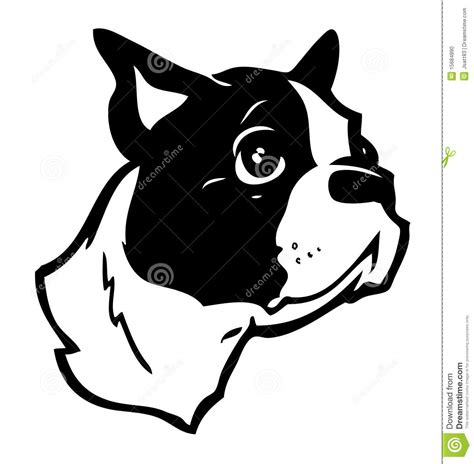 45 boston terrier clipart free images in ai, svg, eps or cdr. Boston Terrier Illustration Stock Photo - Image: 15684890