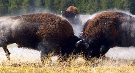 Bison The Largest Animal Of North America