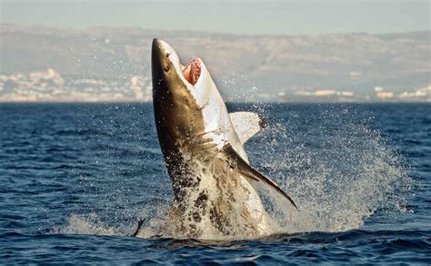 10 Illuminating Facts About Great White Sharks