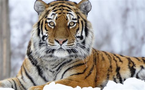 Siberian Tiger Wallpaper 61 Images