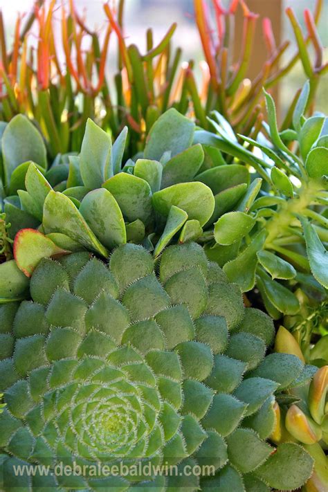 Succulent Garden Vignettes Eclectic Landscape San Diego By