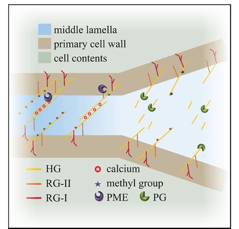 The primary cell wall plays important roles in cell growth, tissue mechanics, pathogen resistance, water relations, mineral uptake, and numerous other aspects of plant development and physiology. Figure 2 from How to let go: pectin and plant cell ...
