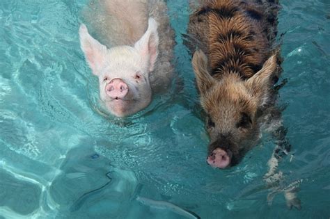 Swimming Pigs Swimming Pigs Animals Pig