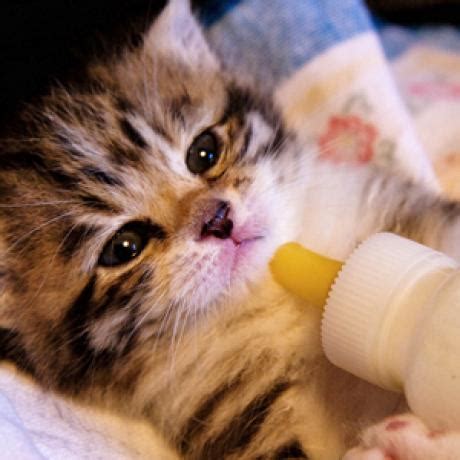 Feeding Kittens: A Guide - Catster
