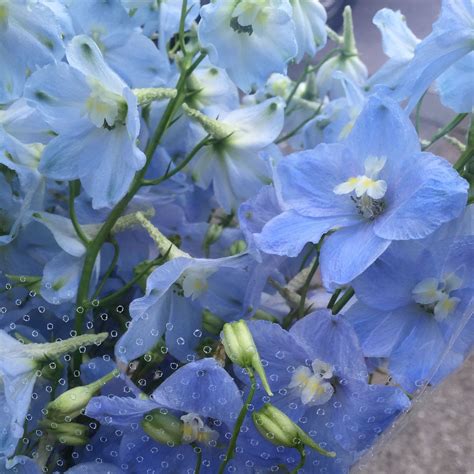 Get the best deals on blue wedding bouquets. Delphinium ballkleid | pale blue wedding flowers | Diy ...