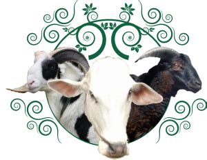 5300 Gambar Hewan Qurban Png HD - Gambar Hewan