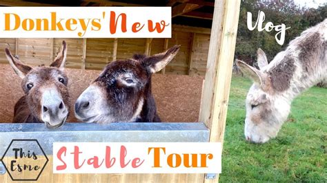 New Donkey Stable Tour Barn Vlog This Esme Youtube
