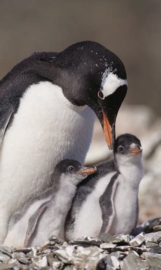 Gentoo Penguin Pygoscelis Papua About Animals