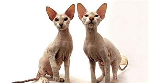 Most Expensive Cat Breeds In The World