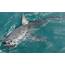 Shark Picture  Stock Images & Photos WEBivm