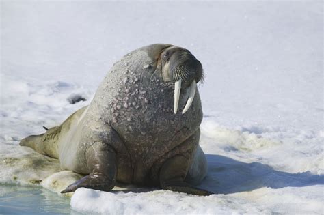 Hinterland Whos Who Atlantic Walrus