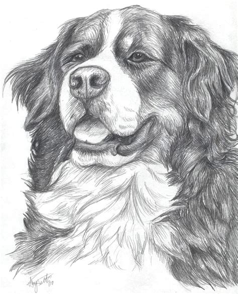 Bernese Mountain Dog Dog Portraits Dog Drawing Dog Art