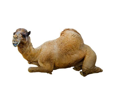 In this drawing lesson we'll show you how to draw a camel in 8 easy steps. Best Camel Lying Down Stock Photos, Pictures & Royalty ...