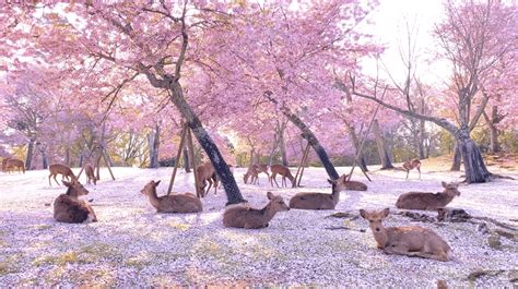 Deer Were Spotted Lounging Under Cherry Blossom Trees In Japans Nara