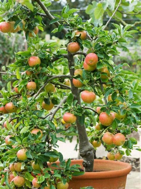 Certain dwarf trees will require specific temperatures to grow and produce edible fruit. Container fruit trees | Gardening | Pinterest