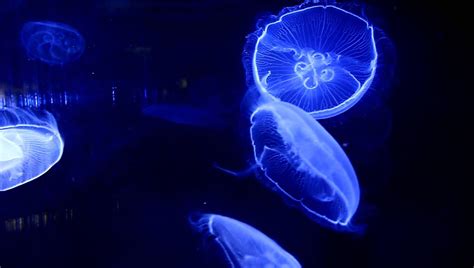 Fluorescent Jellyfish Glow In The Dark Deep Sea Creatures