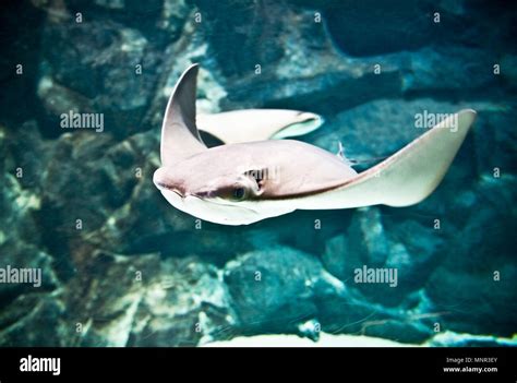 Huge Manta Ray Flying Underwater In Deep Sea Stock Photo Alamy