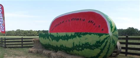 Giant Watermelon On Display At Girls Grown Watermelons In Perkinston Wxxv News 25
