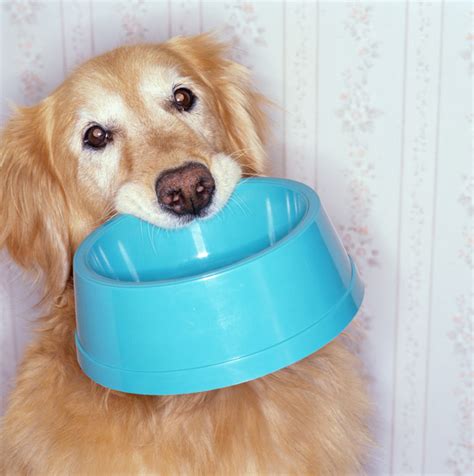 We bring you a list of foods you should never feed your dog, as well as several safe human foods. Feeding An Older Dog - Dogtime